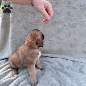 Dark Green, Saint Berdoodle Puppy
